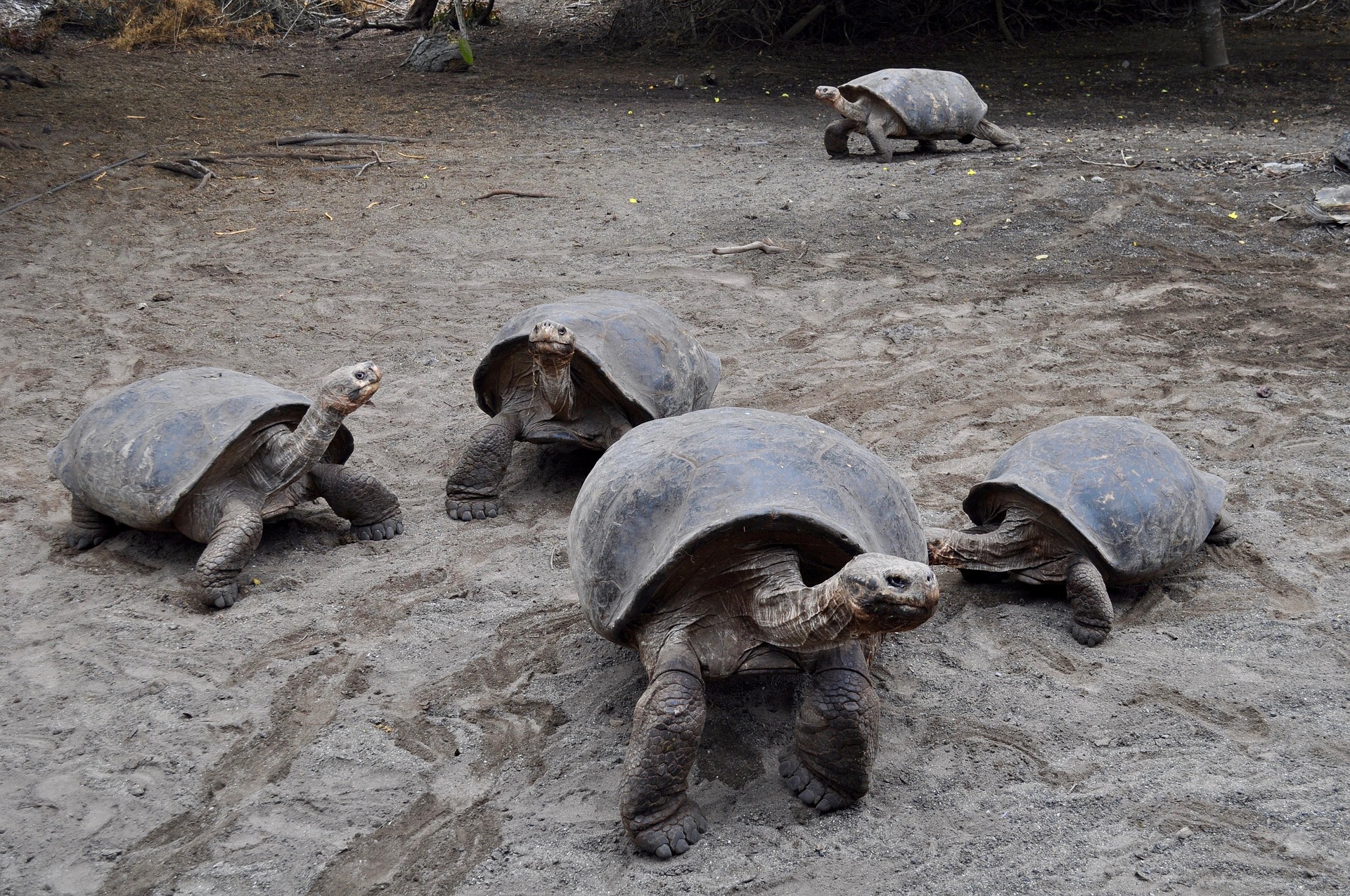 galapagos2
